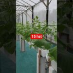 melon inthanon 16 HST. #melon #meloninthanon #nft