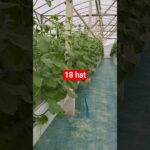 melon inthanon 18 HST. #melon #meloninthanon #nft