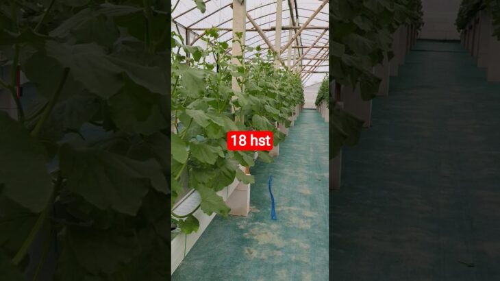 melon inthanon 18 HST. #melon #meloninthanon #nft