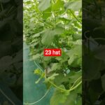 melon inthanon 23 HST. #melon #meloninthanon #nft