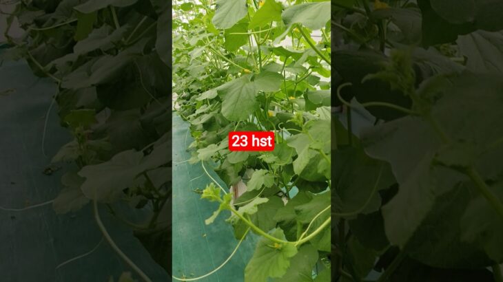 melon inthanon 23 HST. #melon #meloninthanon #nft