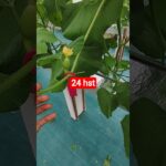 melon inthanon 24  HST. #melon #meloninthanon #nft