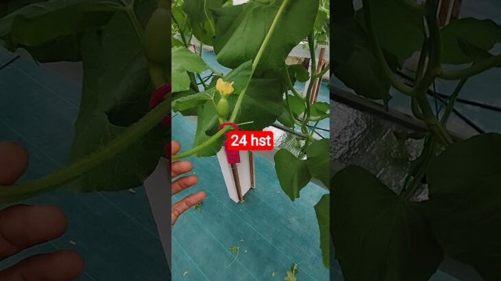 melon inthanon 24  HST. #melon #meloninthanon #nft