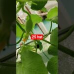 melon inthanon 25 HST. #melon #meloninthanon #nft