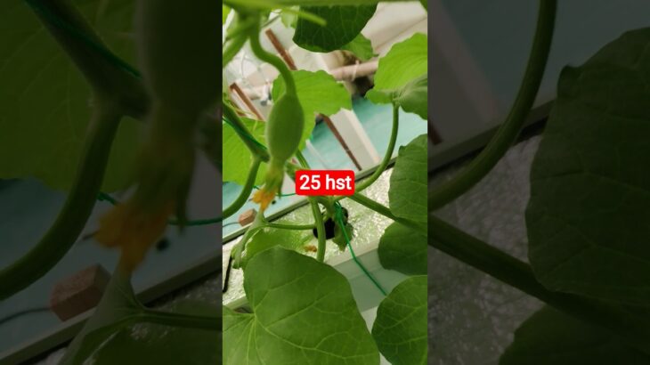 melon inthanon 25 HST. #melon #meloninthanon #nft