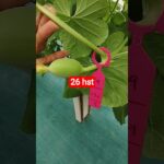 melon inthanon 26 HST. #melon #meloninthanon #nft