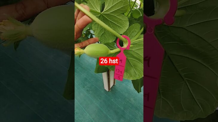 melon inthanon 26 HST. #melon #meloninthanon #nft