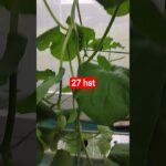 melon inthanon 27 HST. #melon #meloninthanon #nft