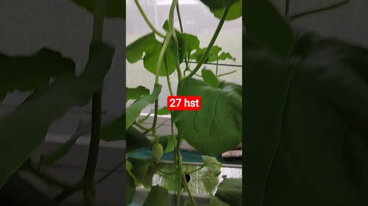 melon inthanon 27 HST. #melon #meloninthanon #nft