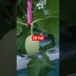 melon inthanon 28 HST. #melon #meloninthanon #nft