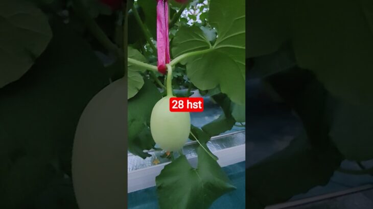 melon inthanon 28 HST. #melon #meloninthanon #nft