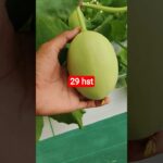 melon inthanon 29 HST. #melon #meloninthanon #nft