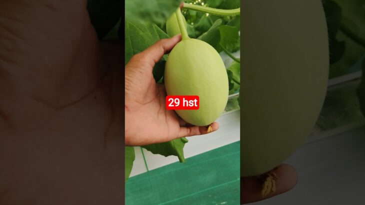 melon inthanon 29 HST. #melon #meloninthanon #nft