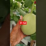 melon inthanon 31 HST. #melon #meloninthanon #nft