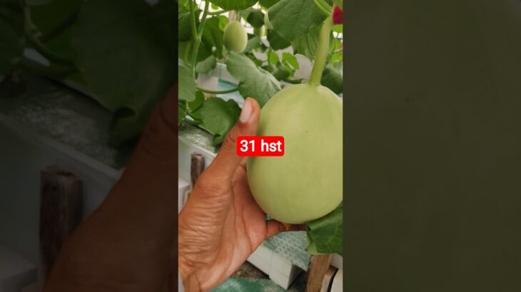 melon inthanon 31 HST. #melon #meloninthanon #nft