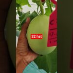 melon inthanon 32 HST. #melon #meloninthanon #nft