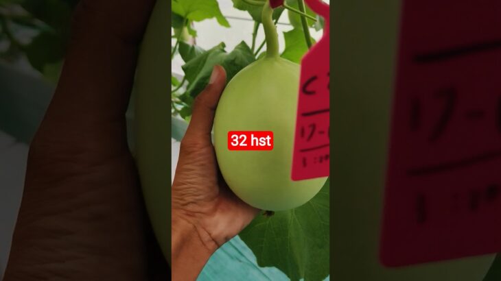 melon inthanon 32 HST. #melon #meloninthanon #nft