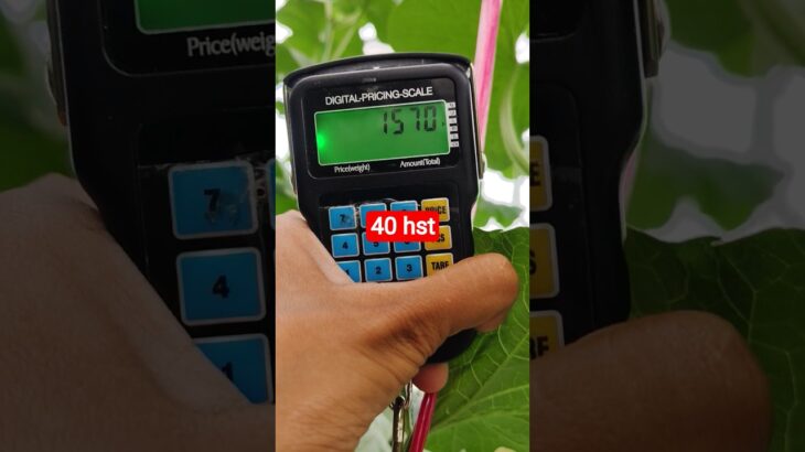 melon inthanon 40 HST. #melon #meloninthanon #nft