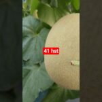 melon inthanon 41 HST. #melon #meloninthanon #nft