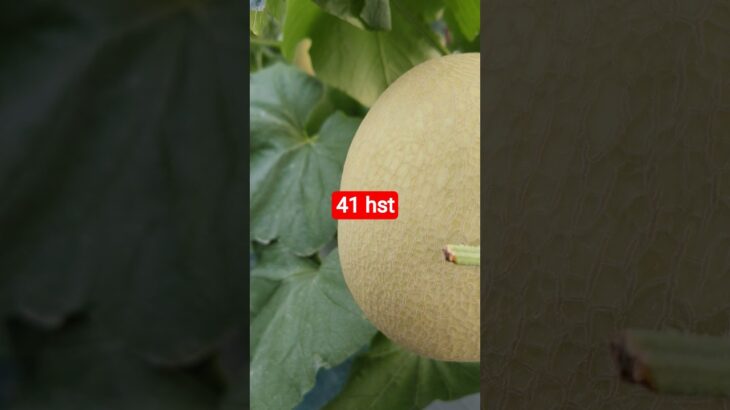 melon inthanon 41 HST. #melon #meloninthanon #nft
