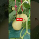 melon inthanon 42 HST. #melon #meloninthanon #nft
