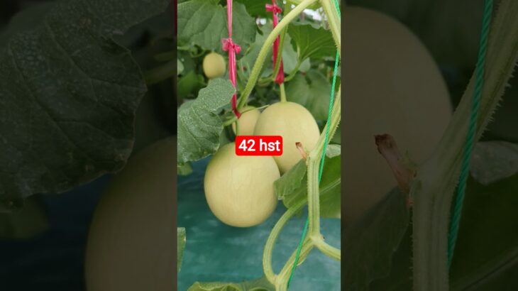 melon inthanon 42 HST. #melon #meloninthanon #nft