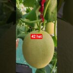 melon inthanon 42 HST. #melon #meloninthanon #nft