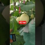 melon inthanon 42 HST. #melon #meloninthanon #nft