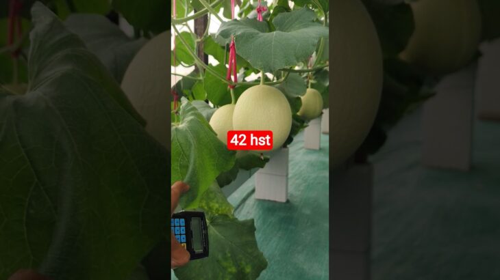 melon inthanon 42 HST. #melon #meloninthanon #nft