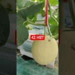 melon inthanon 42 HST. #melon #meloninthanon #nft