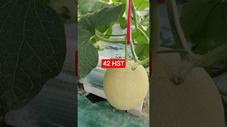 melon inthanon 42 HST. #melon #meloninthanon #nft