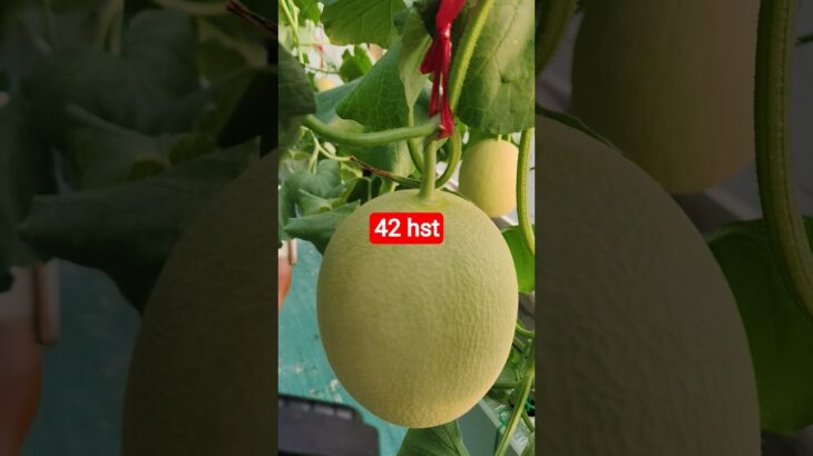 melon inthanon 42 HST. #melon #meloninthanon #nft