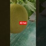 melon inthanon 43 HST. #melon #meloninthanon #nft