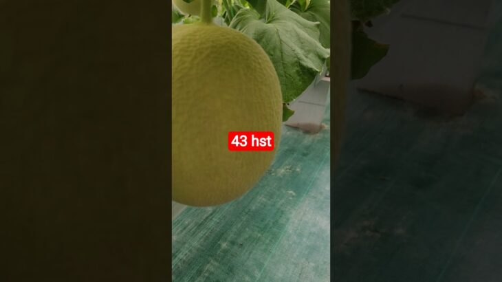 melon inthanon 43 HST. #melon #meloninthanon #nft