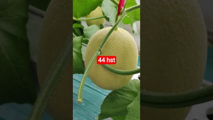 melon inthanon 44 HST. #melon #meloninthanon #nft