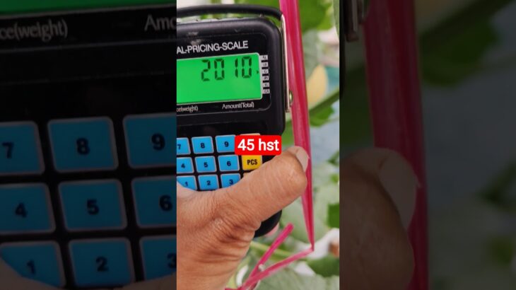 melon inthanon 45 HST. #melon #meloninthanon #nft