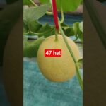melon inthanon 47  HST. #melon #meloninthanon #nft