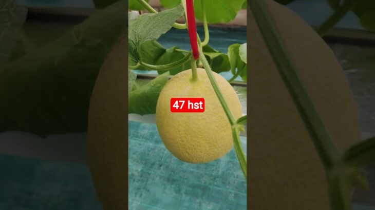 melon inthanon 47  HST. #melon #meloninthanon #nft