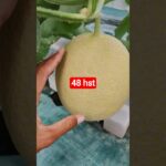 melon inthanon 48 HST. #melon #meloninthanon #nft