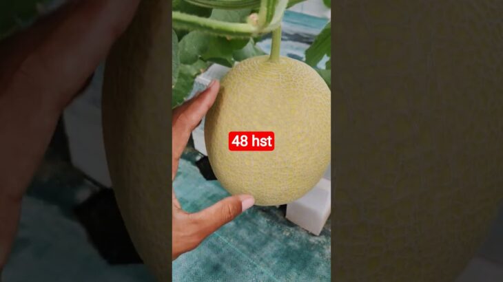 melon inthanon 48 HST. #melon #meloninthanon #nft