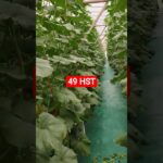 melon inthanon 49 HST. #melon #meloninthanon #nft