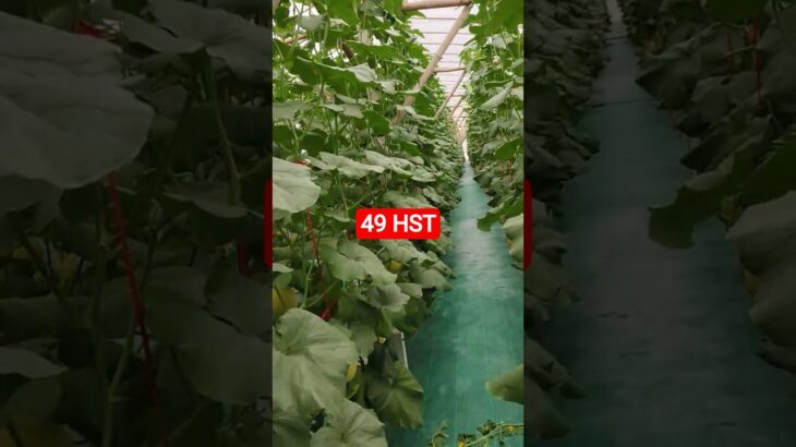 melon inthanon 49 HST. #melon #meloninthanon #nft