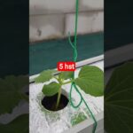 melon inthanon 5 HST. #melon #meloninthanon #nft