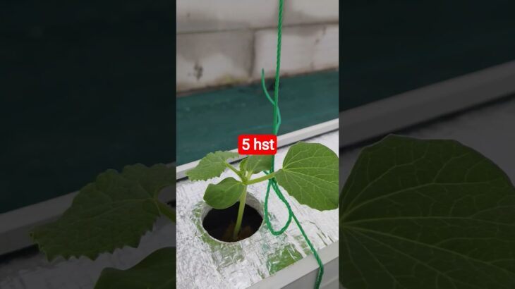 melon inthanon 5 HST. #melon #meloninthanon #nft