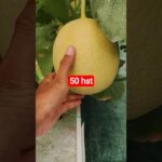 melon inthanon 50 HST. #melon #meloninthanon #nft