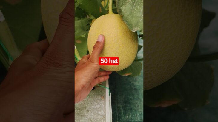 melon inthanon 50 HST. #melon #meloninthanon #nft