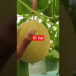 melon inthanon 51 HST. #melon #meloninthanon #nft
