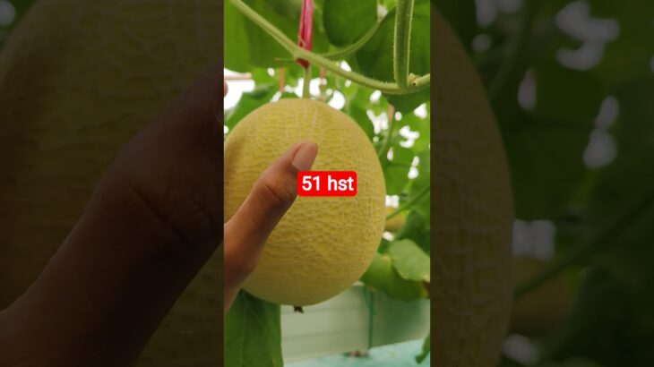melon inthanon 51 HST. #melon #meloninthanon #nft
