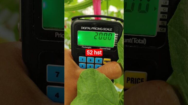 melon inthanon 52 HST. #melon #meloninthanon #nft