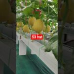 melon inthanon 53 HST. #melon #meloninthanon #nft